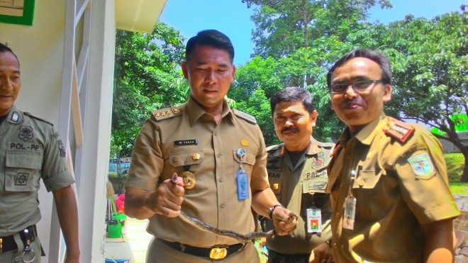 Walikota Jambi, H Syarif Fasha nekat memegang ular liar